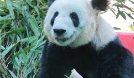 熊猫丫丫最新爆料消息,揭秘幕后真相与精彩瞬间