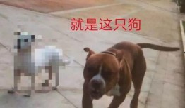 全国大狗爆料事件最新,揭秘背后真相与网络舆论风暴