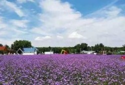 太原花海爆料最新消息,春意盎然，花海盛宴即将开启
