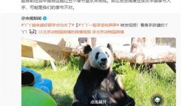 熊猫丫丫最新爆料消息,揭秘幕后真相与精彩瞬间